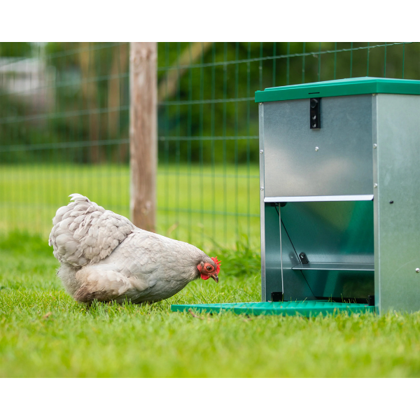 Mangeoire pour Poules Automatique & Réglable | Anti-Nuisibles | 5kg