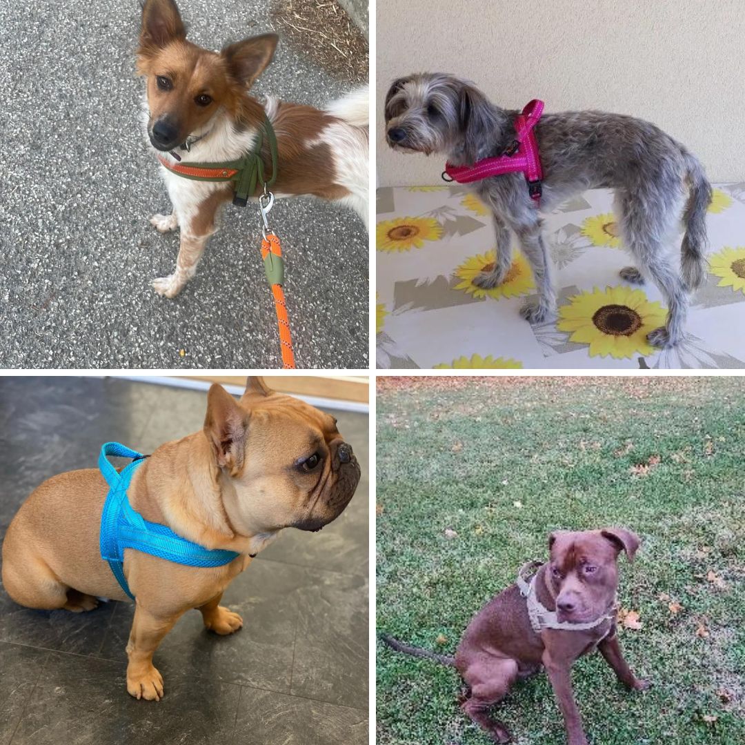 Harnais en T pour chien