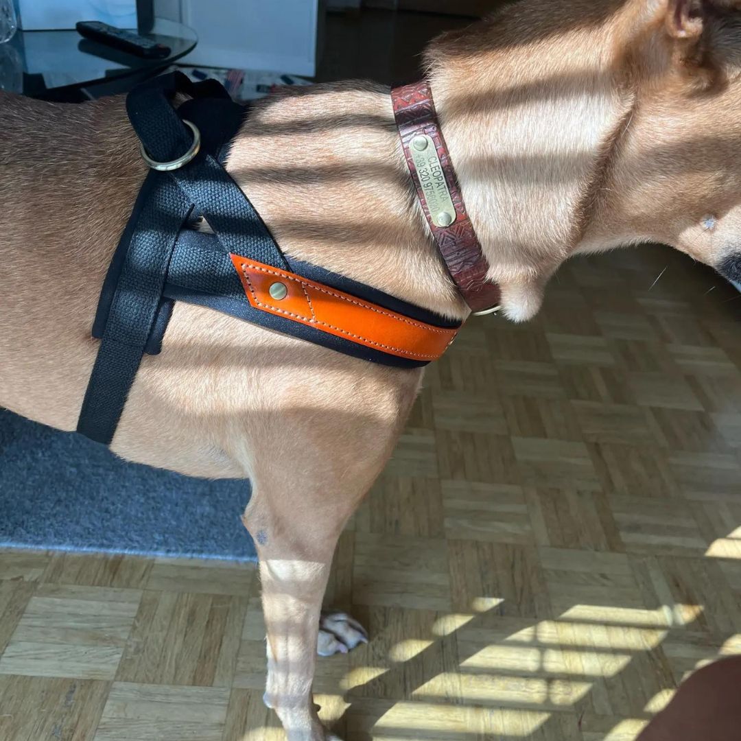 Harnais en T pour chien