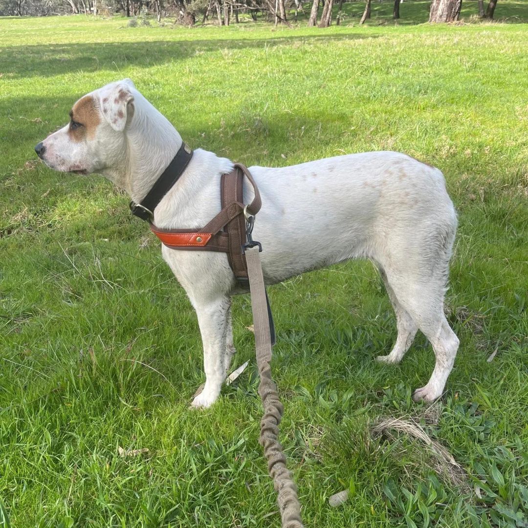 Harnais en T pour chien