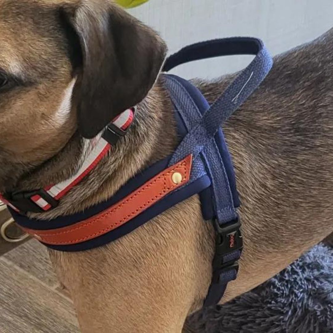 Harnais en T pour chien