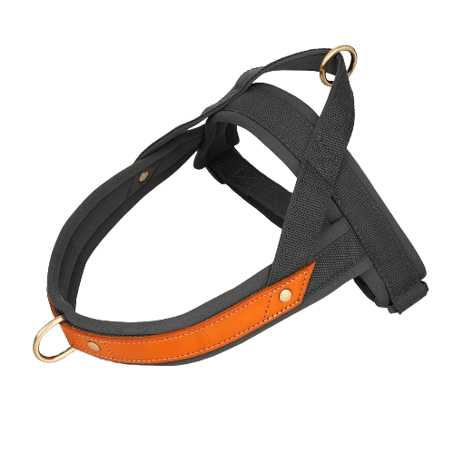 Harnais en T pour chien