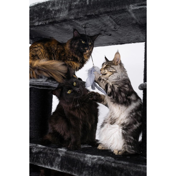 Arbre à chat XXL géant 48 x 176 cm