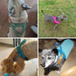 Harnais en T pour chien