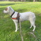 Harnais en T pour chien