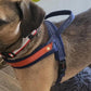 Harnais en T pour chien
